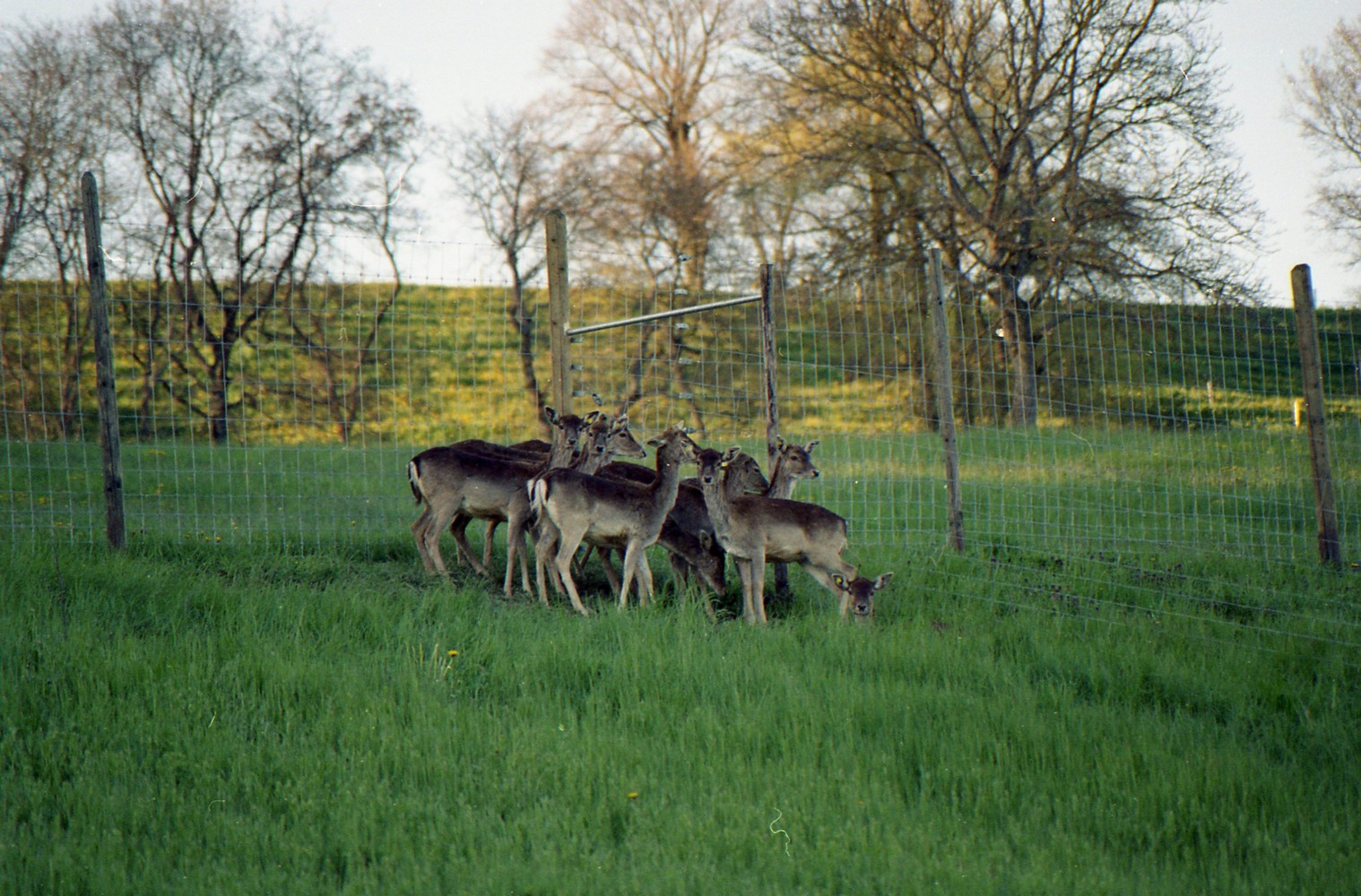 Damhirsch