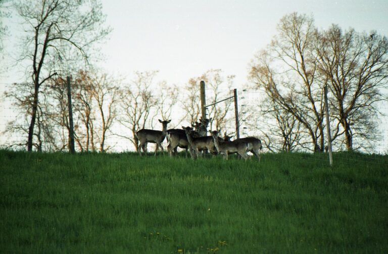 Damhirsch