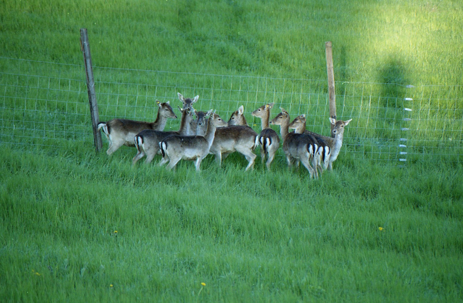 Damhirsch