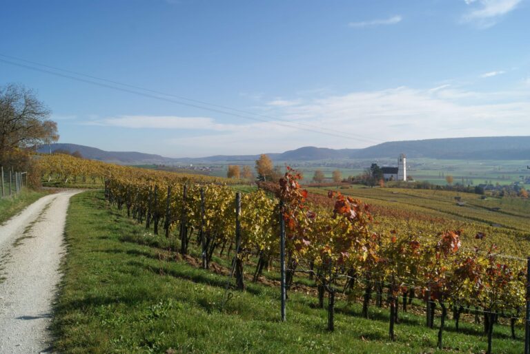 Unser Jahr im Rebberg