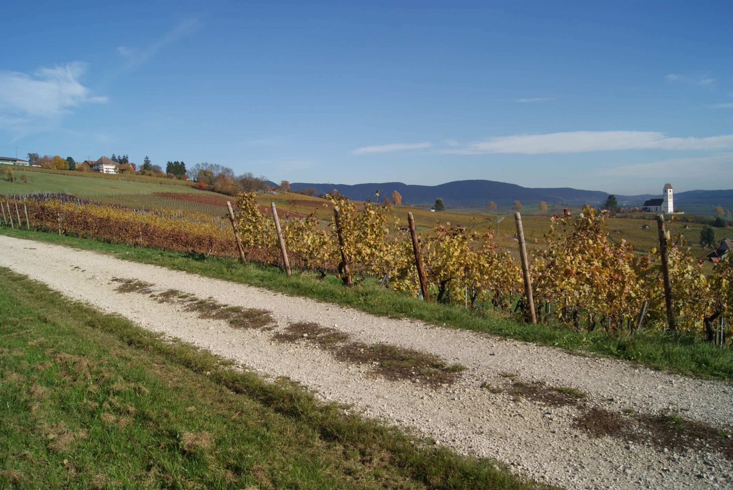 Unser Jahr im Rebberg