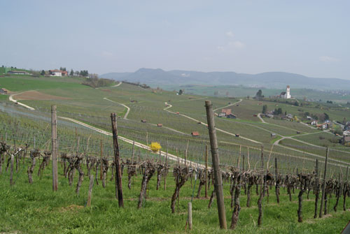 Unser Jahr im Rebberg