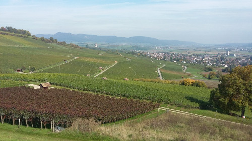 Unser Jahr im Rebberg