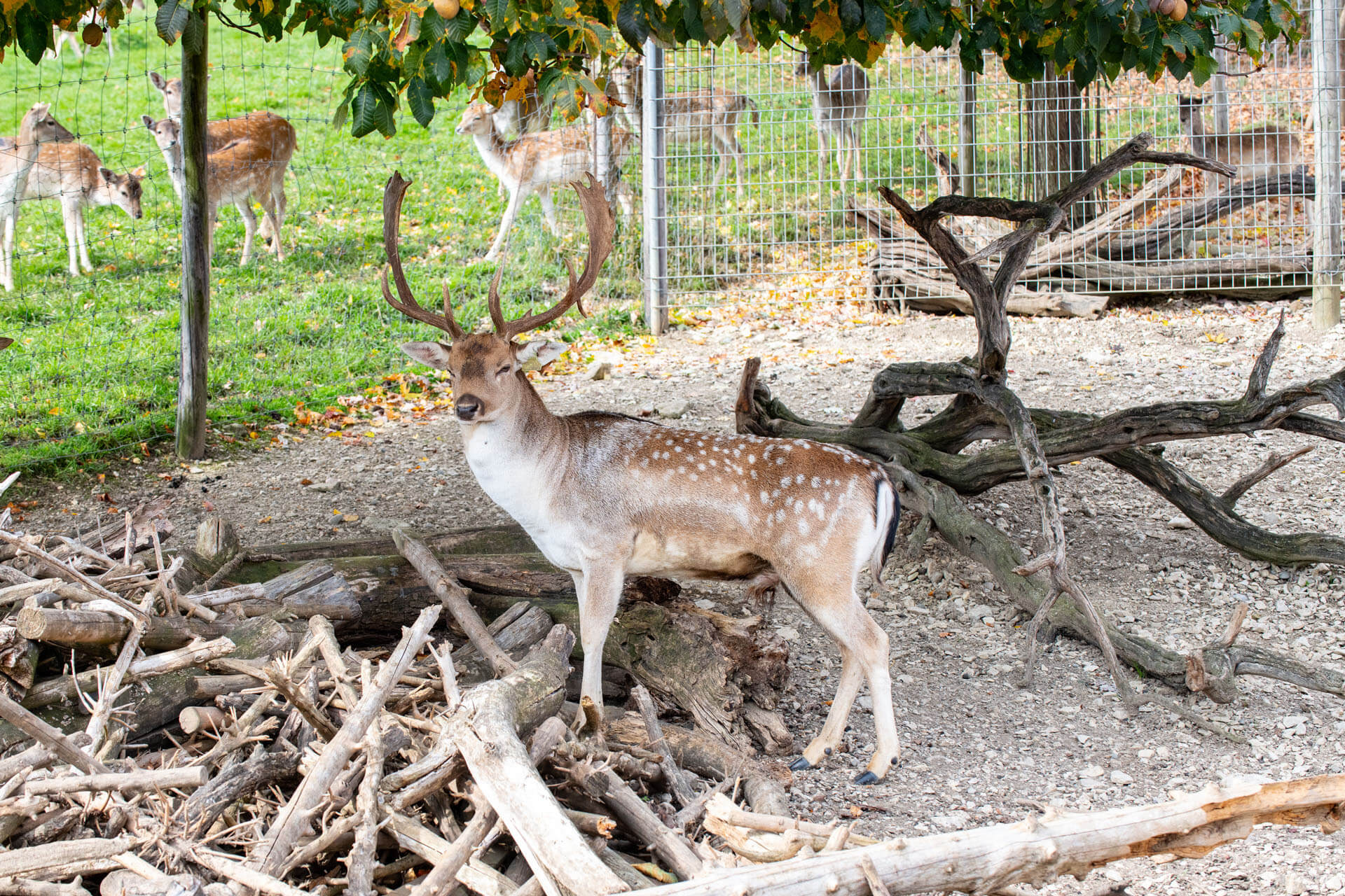Wild und Wein