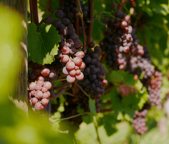 Wild und Wein