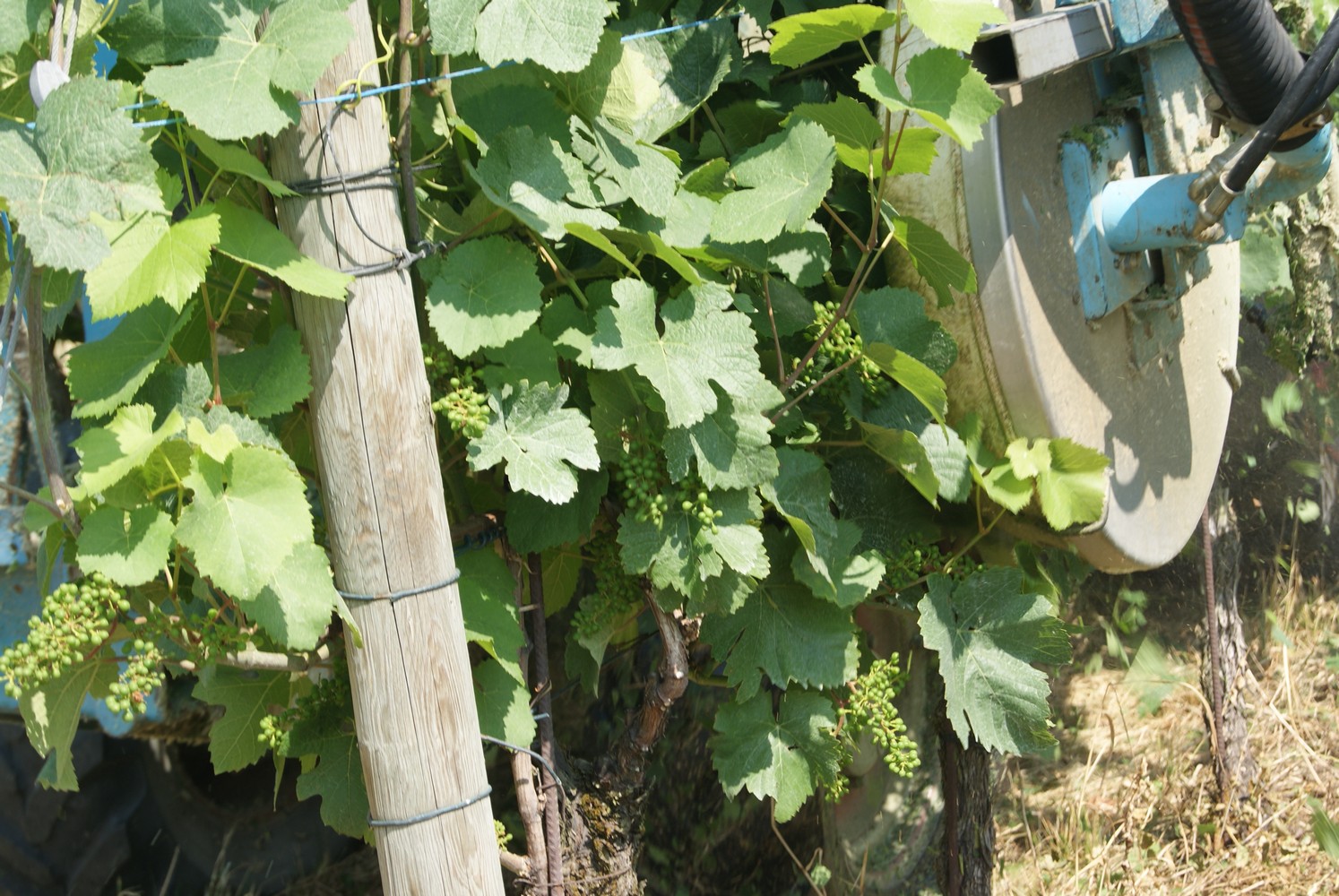 Maschinelles Auslauben